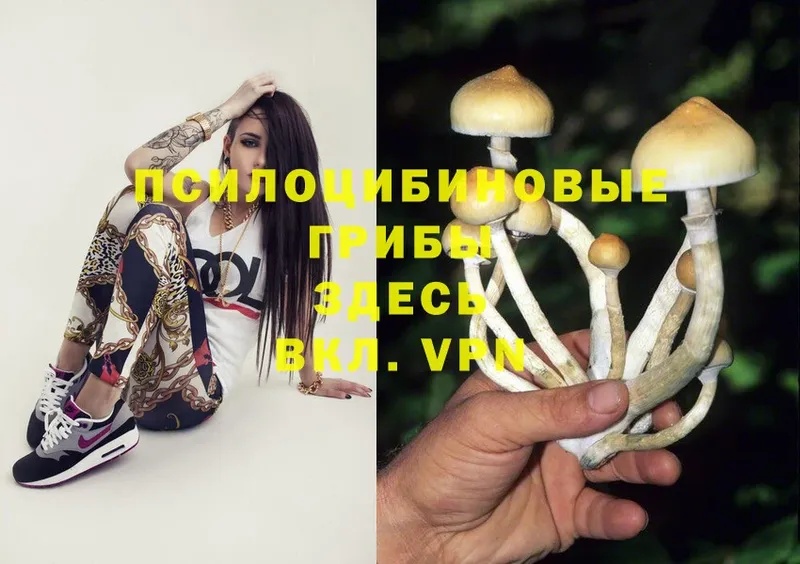 где купить наркотик  Нахабино  Псилоцибиновые грибы Cubensis 